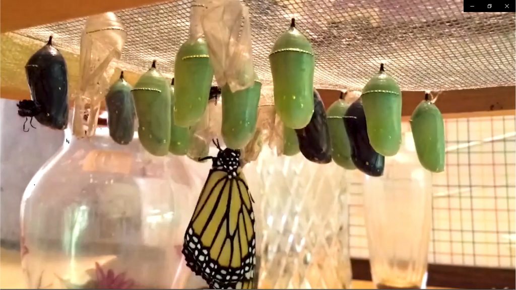 JÚPITER E LAU BALDO E NOG4YRA E PV5000